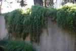 گیاه شویدی